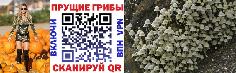 Купить закладки  Пошехонье  Галлюциногенные грибы ЛСД 